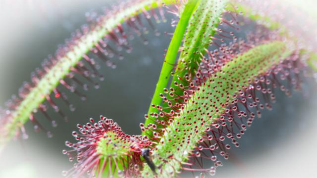 Carnivoren Scape - Makro