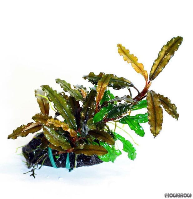 Bucephalandra melawi
