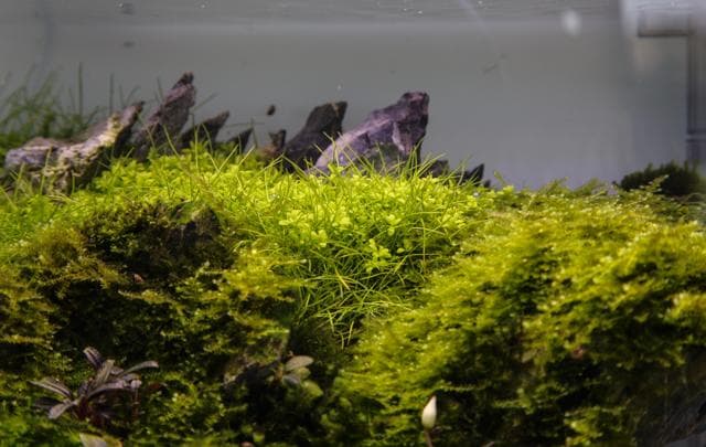 Mixed carpet