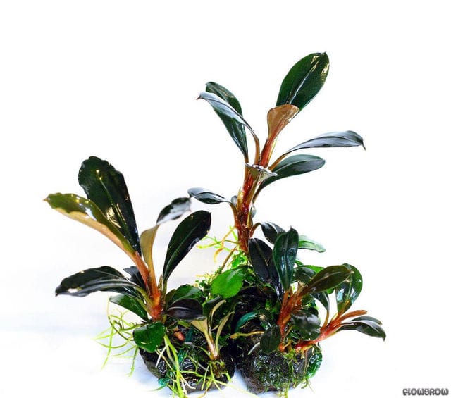 Bucephalandra motleyana kapit