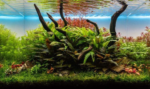 Nature Aquarium Thorsten Peetz