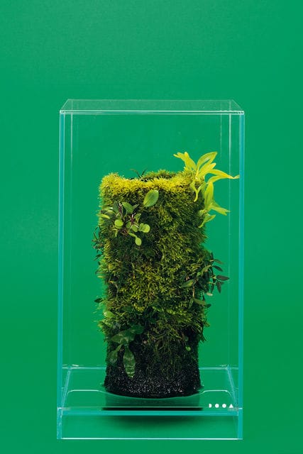 DOOA Terra Base im Neo Glass Air