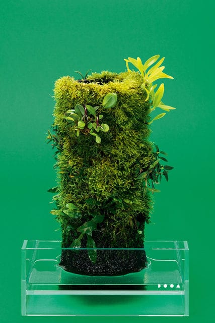 DOOA Terra Base im Neo Glass Air