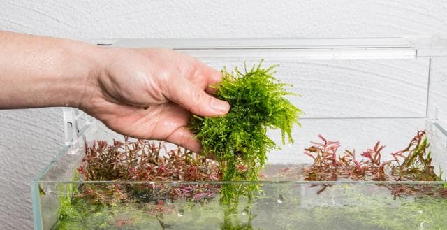 Removing the plants