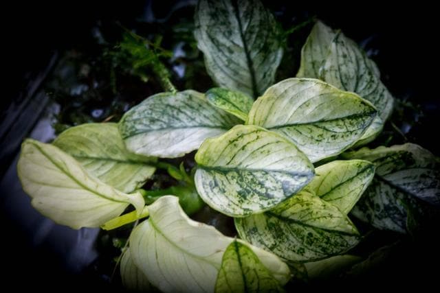 Epiphytes