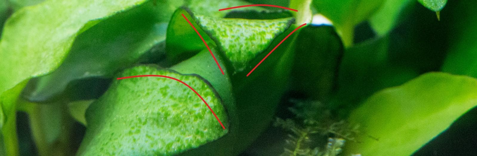 Rhodophyta close-up