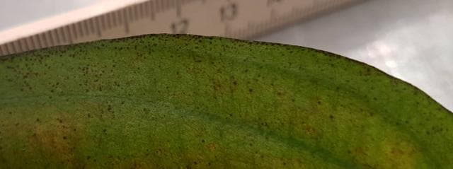 Rhodophyta dots