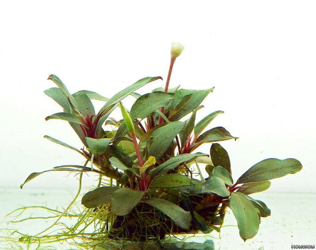 Bucephalandra riam macam