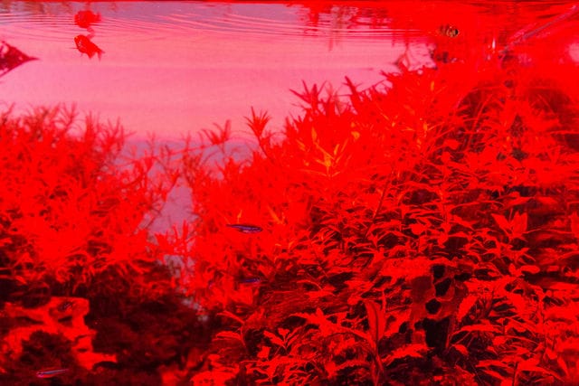 red LEDs only
