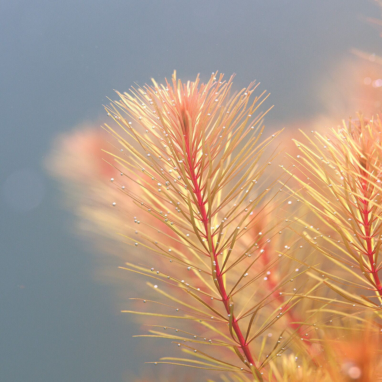 Rotala sp. Cambodia