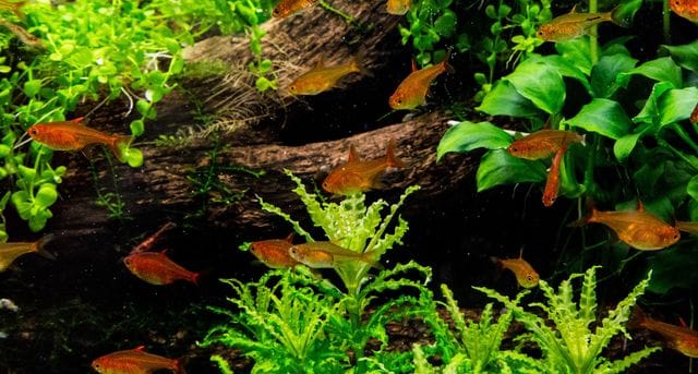 Tetras