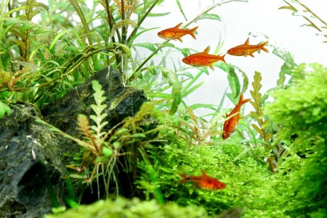 Salmler im Aquarium