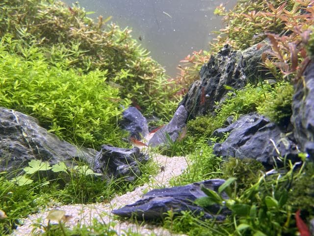 Florian Breindl Detailaufnahme Aquascape