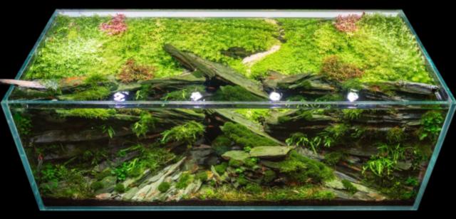 Scape von oben