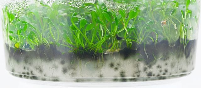 Mold