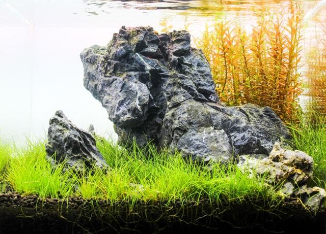 Aquascape mit Seiryu stone