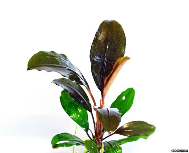 Bucephalandra semuntai