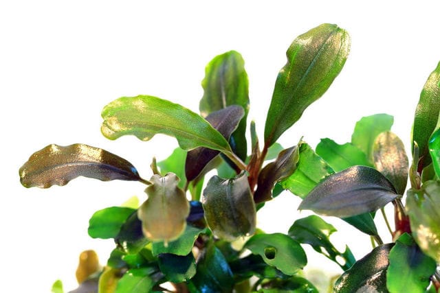 Bucephalandra sintang