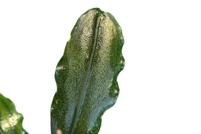 Spaltoeffnungen