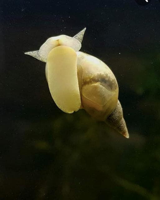 Lymnaea stagnalis
