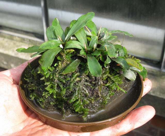 Bucephalandra