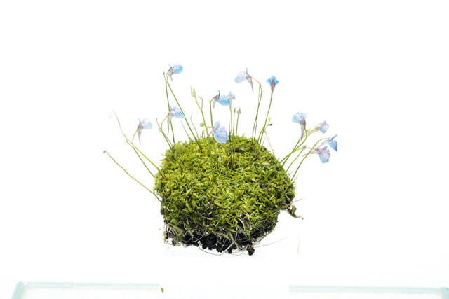 Utricularia graminifolia