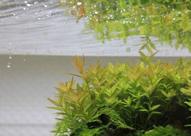 Aquatic plants