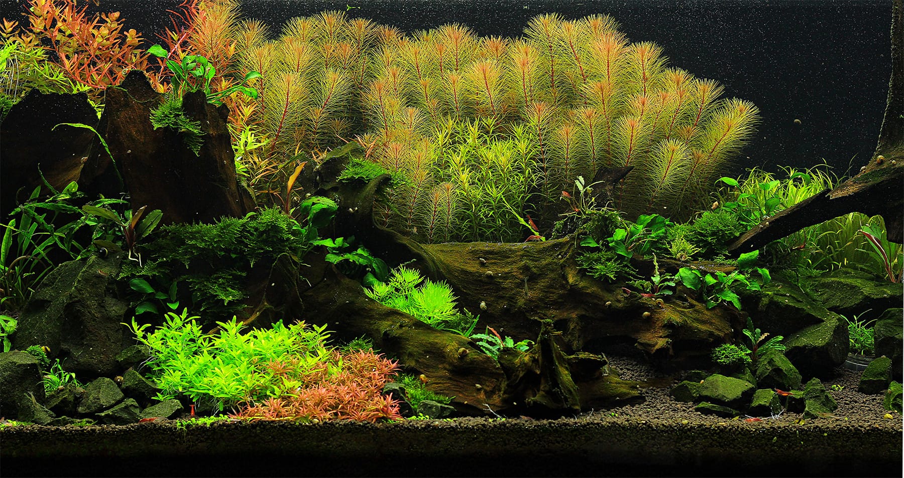 Aquascape