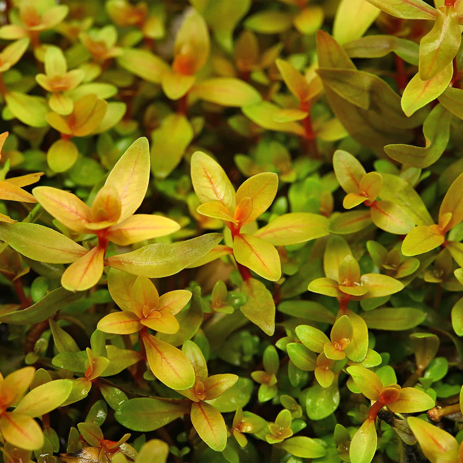 Ammannia pedicellata Golden