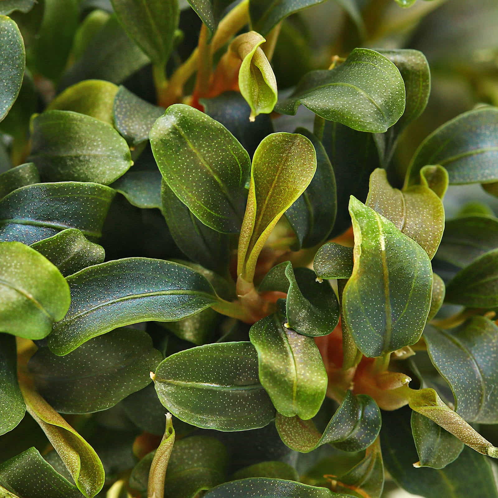 Bucephalandra sp. Brownie Purple