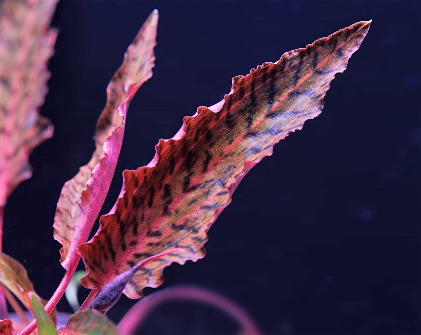 Cryptocoryne nurii var. raubensis Rosen Maiden
