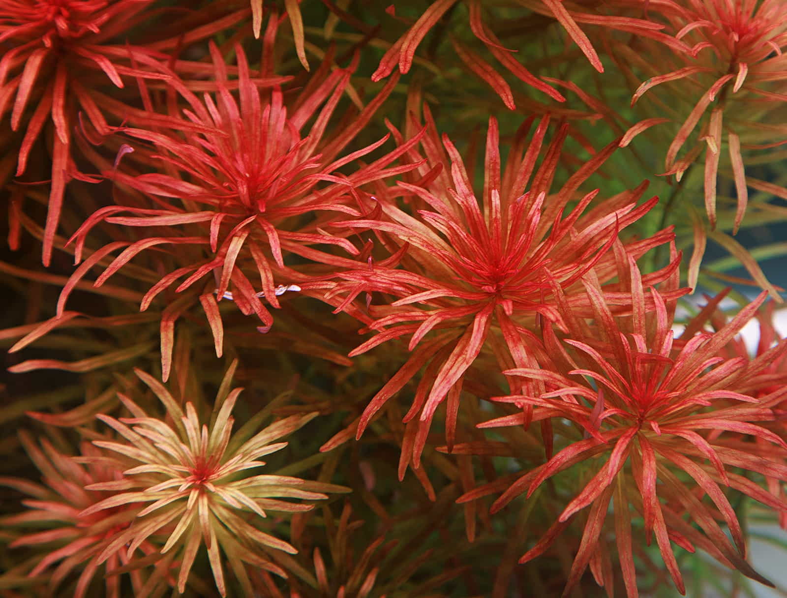 Ludwigia inclinata var. verticillata Meta