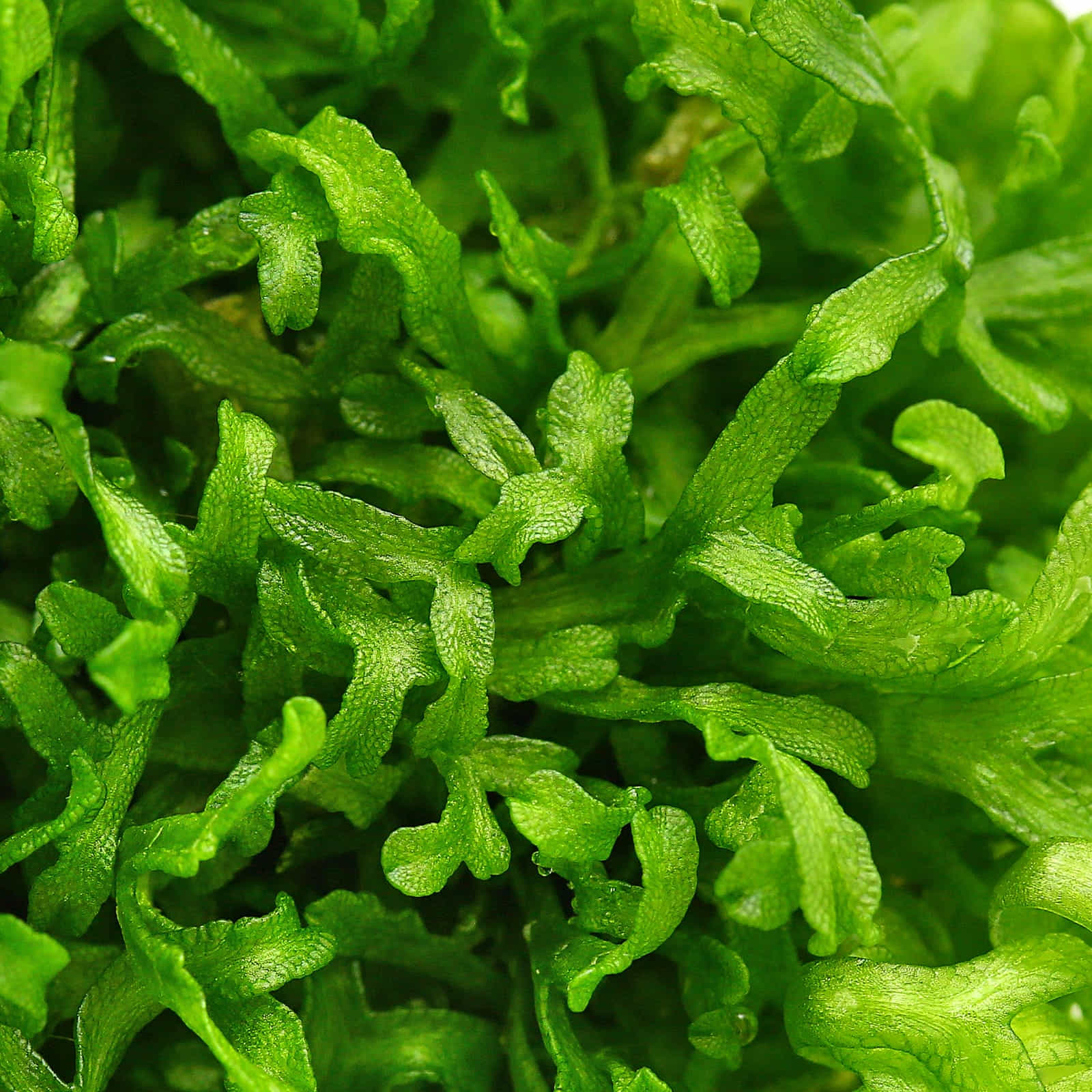 Riccia fluitans Broad