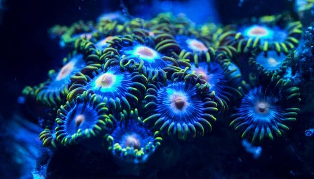 Krustenanemonen
