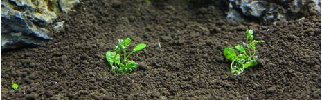 Soil