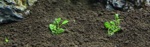 Soil