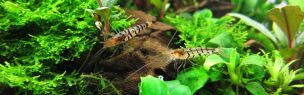 Shrimp