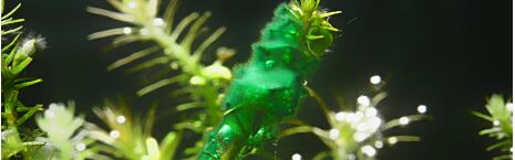 Algae Control