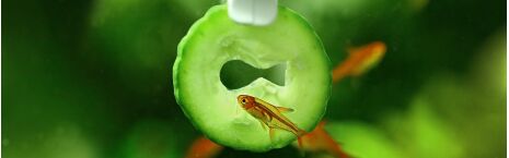 Feeding accessories