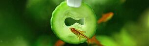 Feeding accessories