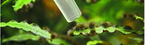 Algaecide