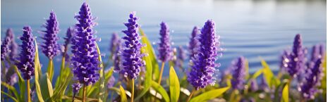 Marsh plants