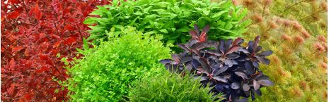 Aquarium Plant Sets