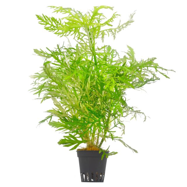 Hygrophila difformis - Pot