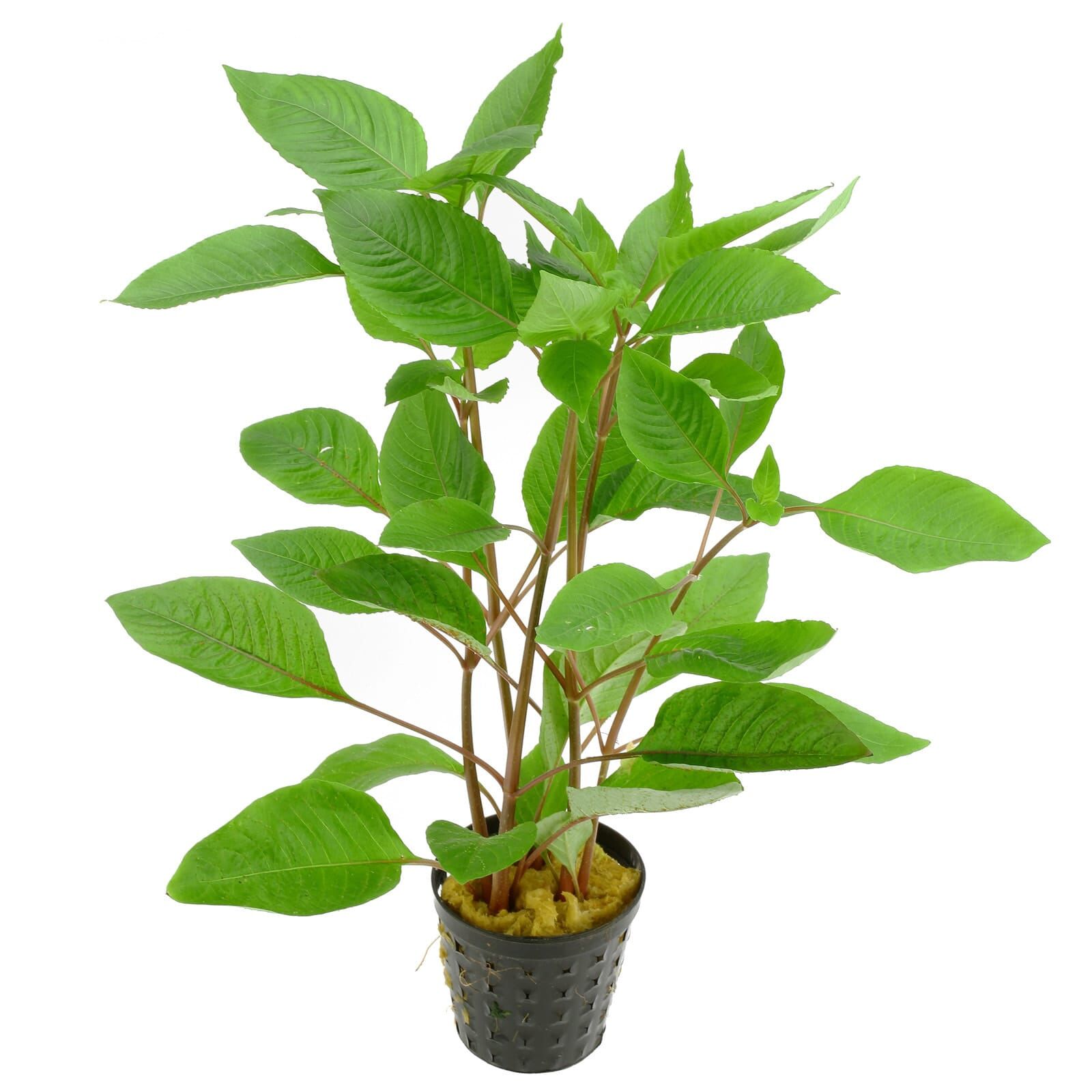 Hygrophila corymbosa