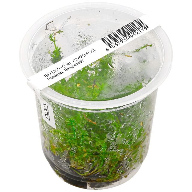 Rotala wallichii "Bangladesh"