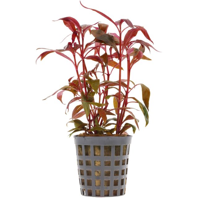 Alternanthera reineckii 'Mini' - Topf
