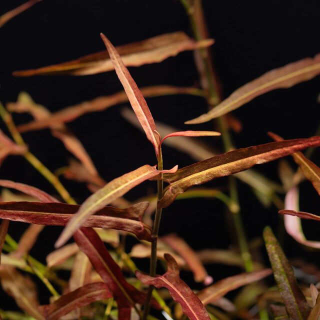 Persicaria praetermissa