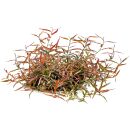 Persicaria praetermissa