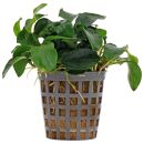 Anubias barteri var. nana 'Bonsai' ('Mini Mini') - Topf
